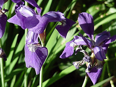 Siberian Iris (Iris sibirica)