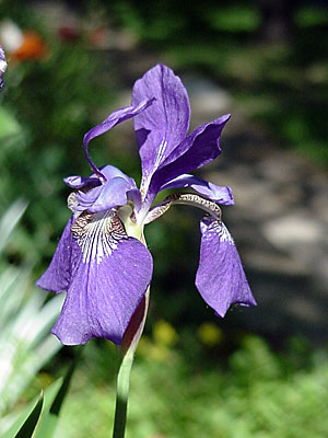 Siberian Iris (Iris sibirica)