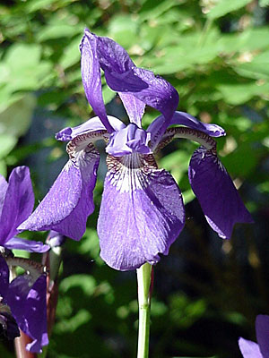 Siberian Iris (Iris sibirica)