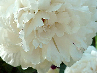 Peony (Paeonia lactiflora)