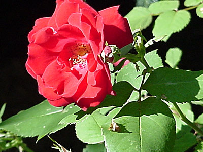 Hybrid Kordesii Rose (Rosa 'Champlain')