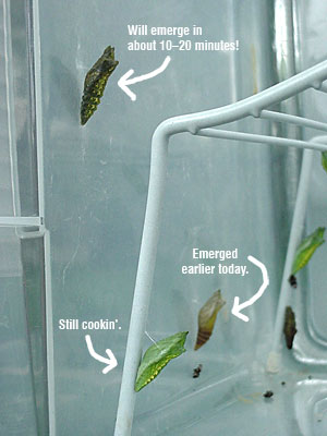 Black Swallowtail (Papilio polyxenes) chrysalides at various stages of development. Four is getting ready to emerge near the top, and Two or Three's empty chrysalis is between the two green ones. [June 19, 2006 - 10:54 a.m.]