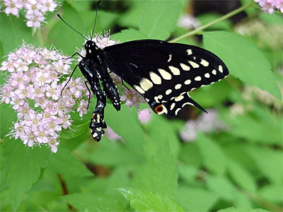 This guy (One) was the first Black Swallowtail to emerge on June 18. Unfortunately, he had a shriveled wing that never expanded. I kept him overnight and released him the next morning with Two and Three. [June 19, 2006 - 10:28 a.m.]