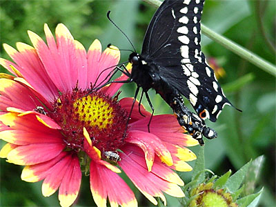 Because he couldn't fly and had poor balance, One was quickly (and hopefully humanely) picked off by a bird less than 1/2 hour after release, but not before he got to drink some nectar from one of Gretchen's blanketflowers. [June 19, 2006 - 10:49 a.m.]