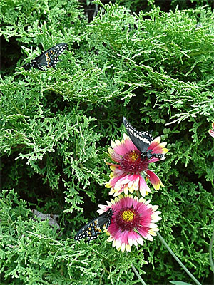 Two, One, and Three get used to the big outdoors on the blanketflowers and juniper in Gretchen's back yard. [June 19, 2006 - 10:47 a.m.]