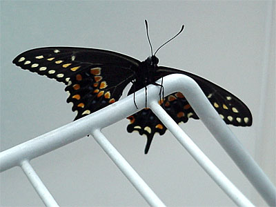 Two stretches his wings before being released. [June 19, 2006 - 10:31 a.m.]