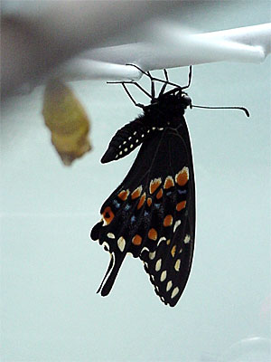 Another shot of Two resting after emerging from his chrysalis. [June 19, 2006 - 10:30 a.m.]