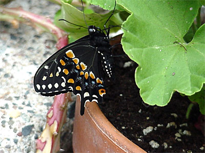 Two tries out his climbing technique on Olivia's Geranium on my front steps. [June 19, 2006 - 10:35 a.m.]