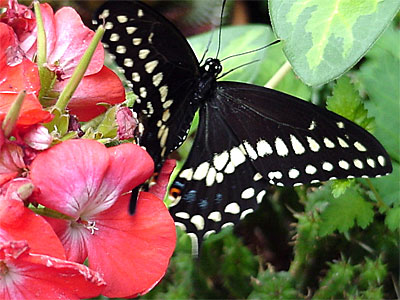 Two (male) on Olivia's Geranium on my front steps. [June 19, 2006 - 10:33 a.m.]