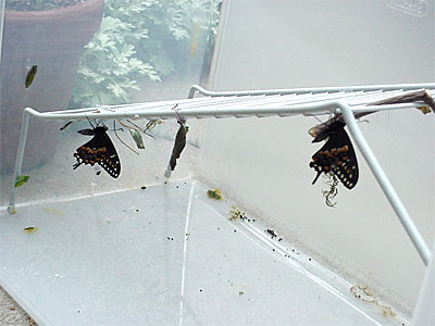 Three and Two rest upside-down on the chrysalis rack. [June 19, 2006 - 10:38 a.m.]