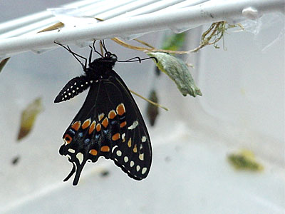 Three (male) rests near a chrysalis. [June 19, 2006 - 10:39 a.m.]