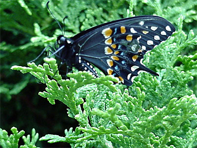 Two hangs out on Gretchen's juniper before taking off. [June 19, 2006 - 10:47 a.m.]