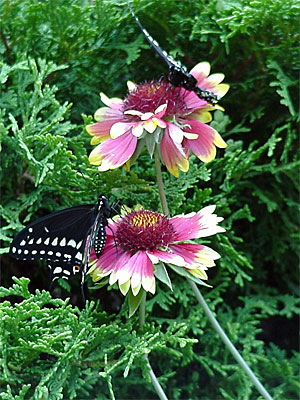 One and Three probe the blanketflowers in Gretchen's back yard. [June 19, 2006 - 10:46 a.m.]