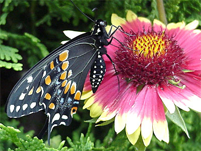 Three poses on a blanketflower. [June 19, 2006 - 10:50 a.m.]