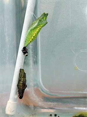 Chrysalides at different stages. The one on the bottom may be dead, but we'll see. The black and white thing at the bottom of the green one is the dried skin that the caterpillar shed as it was going into chrysalis. [June 19, 2006 - 11:03 a.m.]