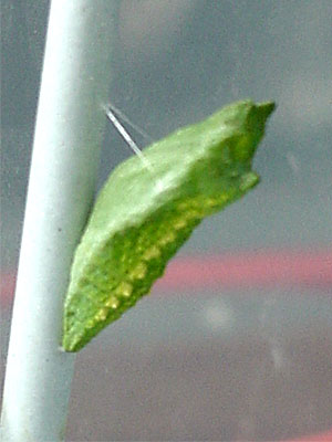 A green chrysalis. Black Swallowtail chrysalides can range from green to brown, depending on the conditions. [June 19, 2006 - 11:02 a.m.]