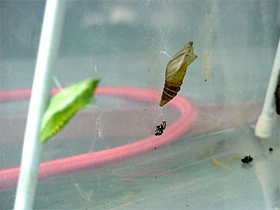 A butterfly will emerge from the green chrysalis in a few days. The abandoned brown chrysalis was Two or Three's home a few hours ago. [June 19, 2006 - 11:03 a.m.]