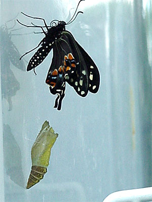 I turned my back for less than 10 minutes to take some pictures of my garden, and I came back to find that Four (male) had emerged! [June 19, 2006 - 11:31 a.m.]