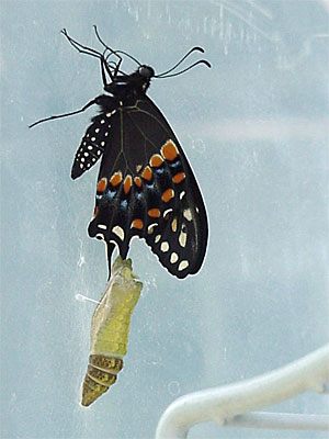 Four's wings started out wrinkled and weak, but they quickly expanded. In a few minutes, I brought him over to Gretchen's garden to rest upside-down in the safety of the shadows of the juniper near the blanketflowers before he took off. Two or Three was flying off toward some daisies across the yard. [June 19, 2006 - 11:34 a.m.]