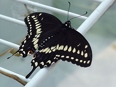 June 20 was a great day, with four healthy butterflies (all males) emerging: Five, Six, Seven, and Eight. Here's Five. [June 20, 2006 - 4:10 p.m.]