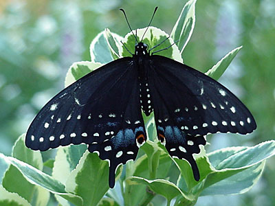 A final photo of Eleven. Twelve (male) emerged around 4:30 on the afternoon of June 26, but I didn't take any photos of him because I released him with my neighbor kids, Laura and Sam, and was busy telling them about what Black Swallowtail caterpillars eat. There was some dill close to the release site in Gretchen's garden, and Sam enjoyed picking little pieces and trying to decide if it smelled more like mint or pickles. Laura was interested in breaking apart the discarded chrysalides. Bon voyage, butterfly friends! [June 25, 2006 - 5:27 p.m.]