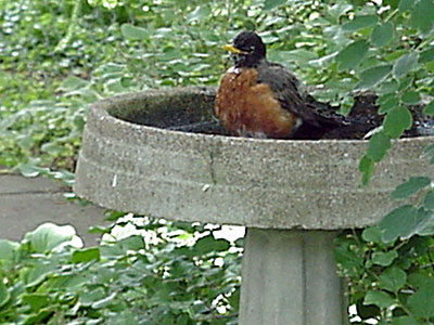 American Robin (Turdus migratorius)