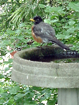 American Robin (Turdus migratorius)