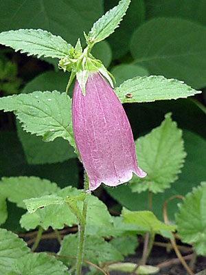 Spotted Bellflower (Campanula punctata 'Cherry Bells')