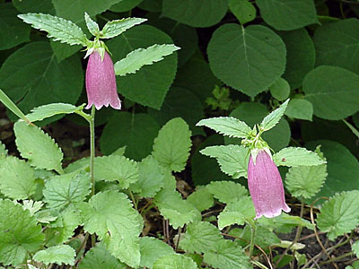 Spotted Bellflower (Campanula punctata 'Cherry Bells')