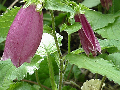 Spotted Bellflower (Campanula punctata 'Cherry Bells')