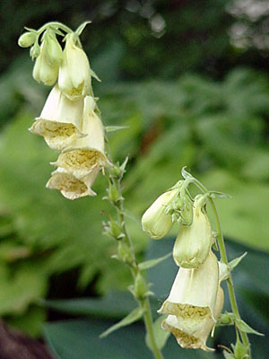 Yellow Foxglove (Digitalis __________)