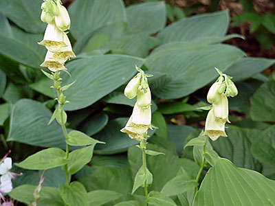 Yellow Foxglove (Digitalis __________)