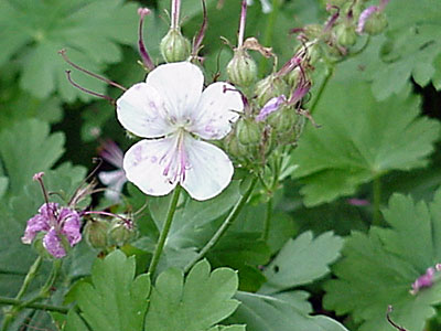 Geranium (Geranium __________ '__________')