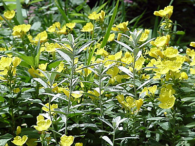 Evening Primrose (Oenothera __________) and Wormwood (Artemisia ludoviciana 'Silver Queen')