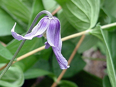 Clematis (__________)