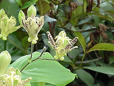 Toad Lily (Tricyrtis __________)