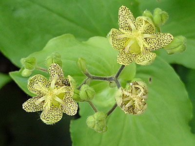 Toad Lily (Tricyrtis __________)