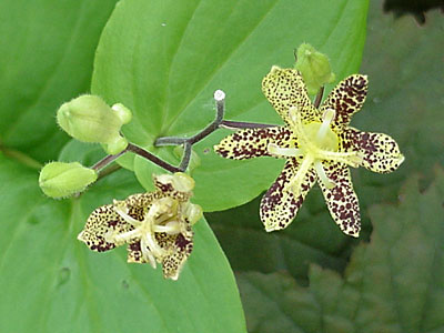 Toad Lily (Tricyrtis __________)