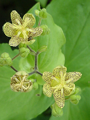 Toad Lily (Tricyrtis __________)