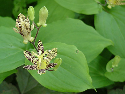 Toad Lily (Tricyrtis __________)