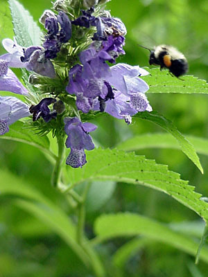 Campanula?