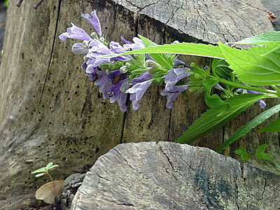 Campanula?