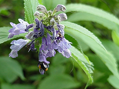 Campanula?