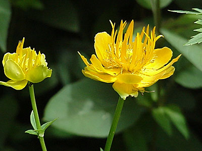 Globe Flower (Trollius ledebourii '__________')