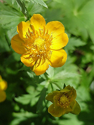 Globe Flower (Trollius ledebourii '__________')