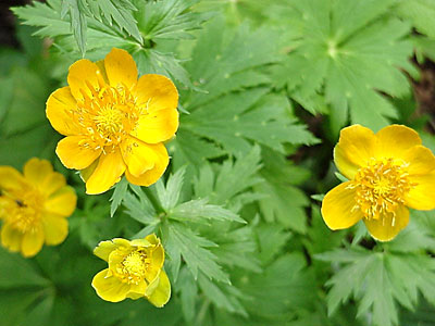 Globe Flower (Trollius ledebourii '__________')