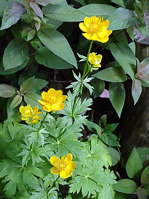 Globe Flower (Trollius ledebourii '__________') and Fringed Loosestrife (Lysimachia ciliata 'Atropurpurea')