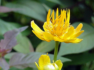 Globe Flower (Trollius ledebourii '__________') and Fringed Loosestrife (Lysimachia ciliata 'Atropurpurea')