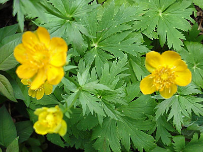 Globe Flower (Trollius ledebourii '__________')