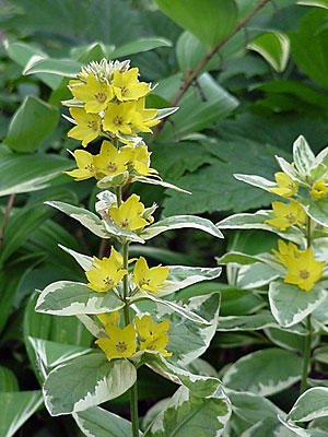 (Lysimachia __________)